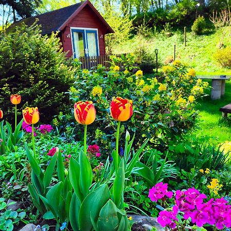 Bed And Breakfast Tvrz Velká Bukovina Extérieur photo